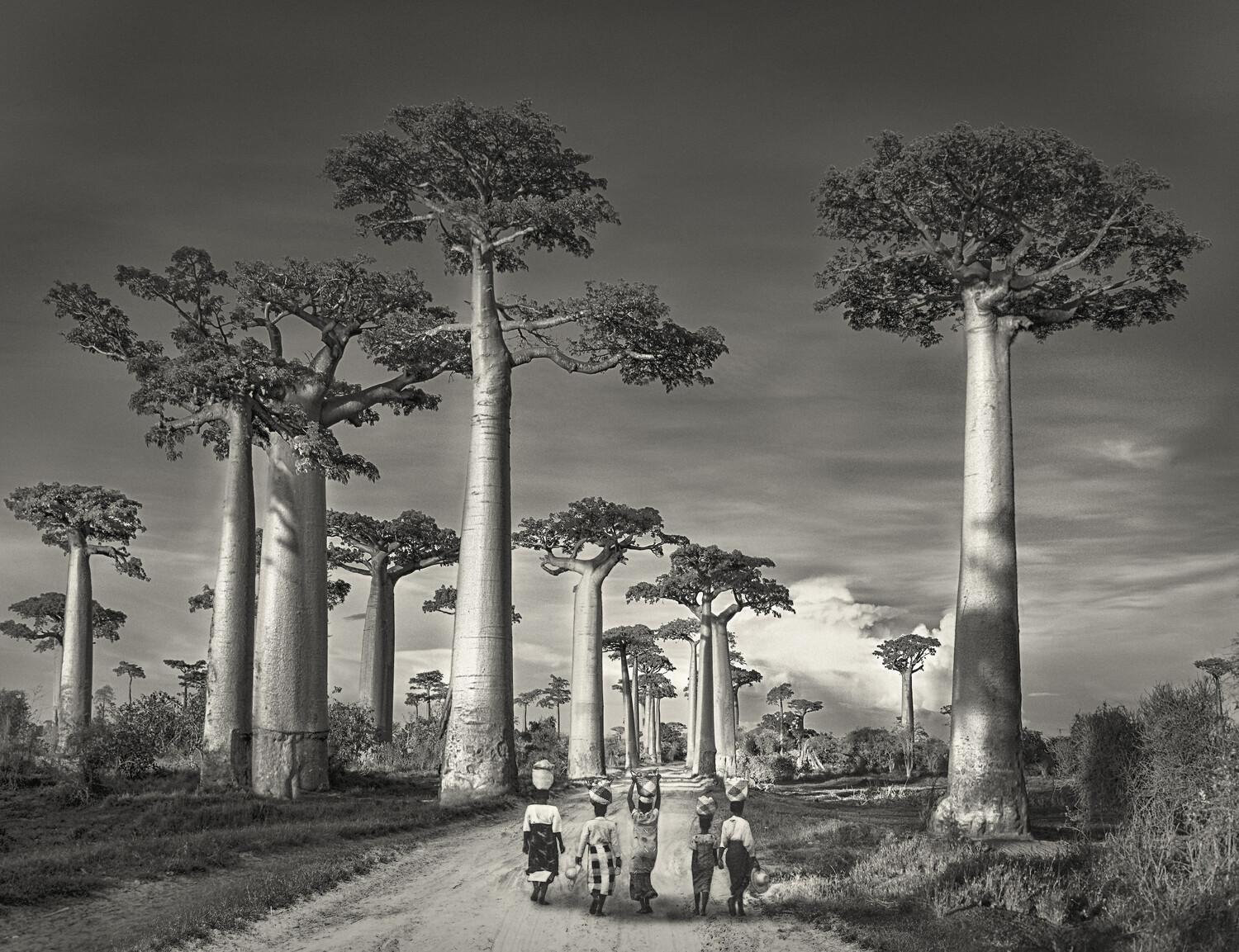 Aby strom upútal pozornosť Beth Moon, musí byť nezvyčajne veľký, výnimočne starý alebo musí mať za sebou pozoruhodný príbeh.