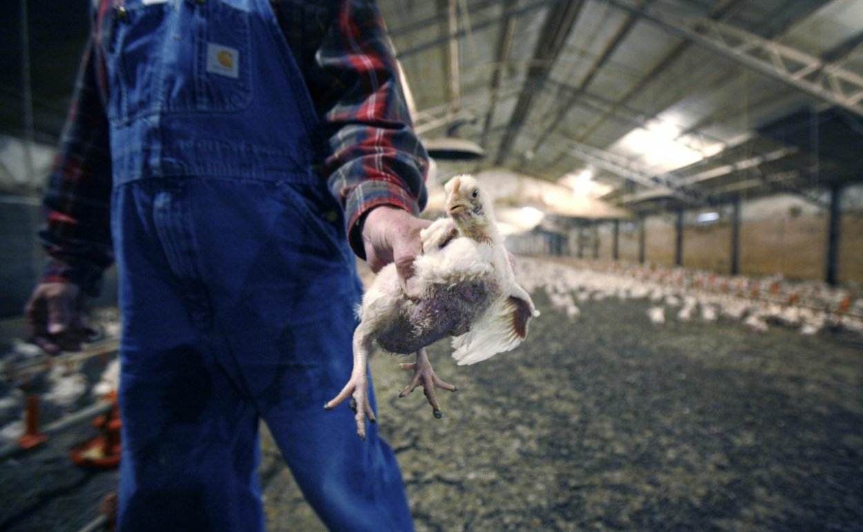 Hydina na farmách na východe Poľska je postihnutá vtáčou chrípkou