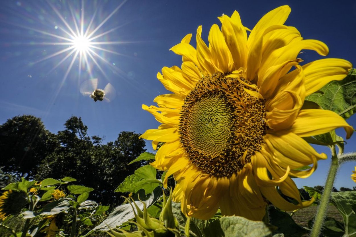 Podľa Svetovej meteorologickej organizácie boli posledné tri mesiace najteplejšími v histórii záznamov