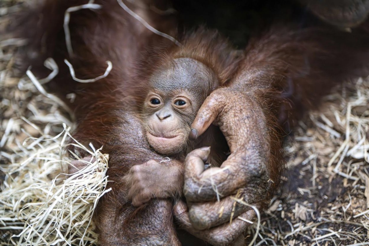 Bratislavská zoo si podujatím pripomenie Svetový deň orangutanov