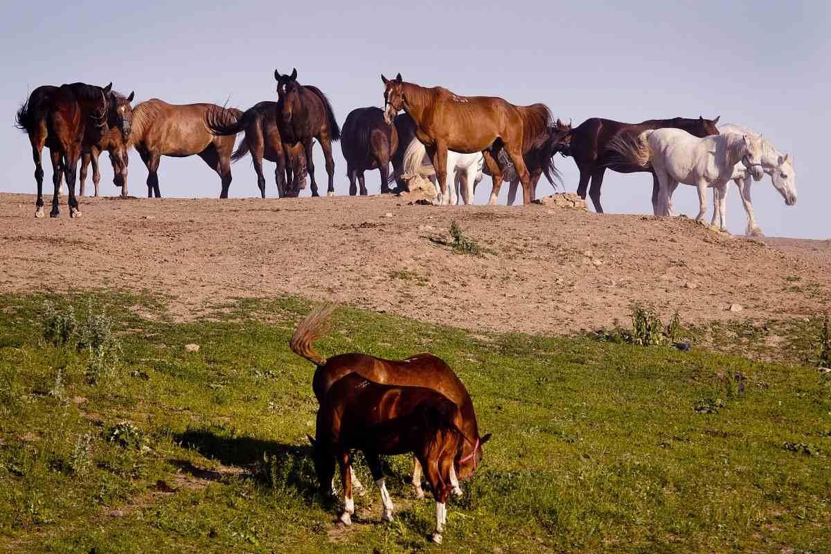 Na Zemplínskej konskej ceste prejdete rajom i peklom za jediný deň