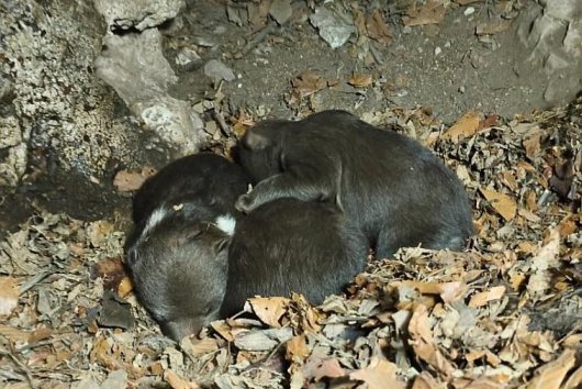 Tomáš Hulík: Na Slovensku prebieha ekocída medveďov