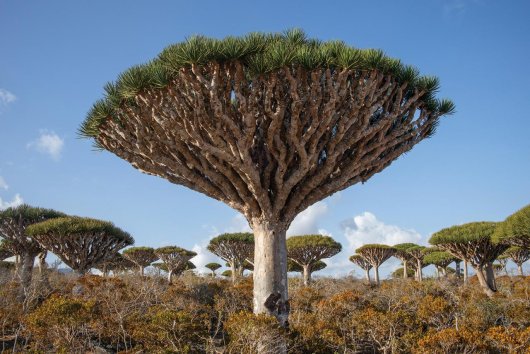 Ostrov dračích stromov