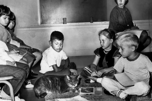 Room 8: Kocúr, ktorý si adoptoval školu