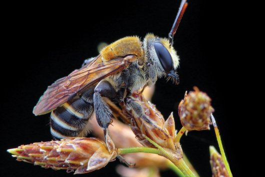 Včely – slobodné matky v komunistickej spoločnosti