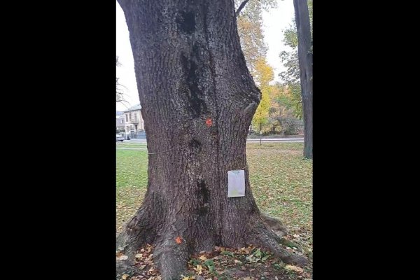 Musia v bystrickom parku padnúť pod pílami stovky stromov? Sledujte dnešný protest