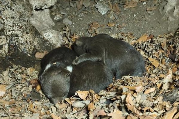 Tomáš Hulík: Na Slovensku prebieha ekocída medveďov