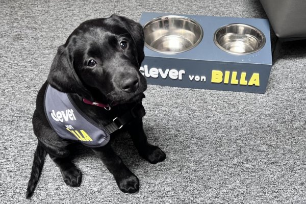 Vodiace psy dnes majú sviatok. Podporte ich aj vy a zlepšite život nevidiacim a slabozrakým