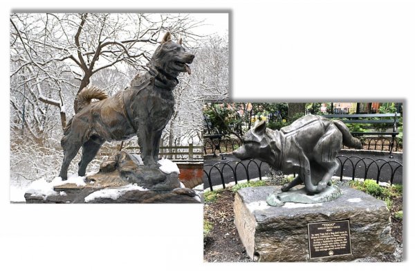 Ako psy husky zachránili mesto pred epidémiou záškrtu