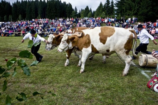 Belo a Kešo