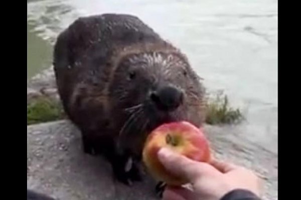 Marián Hletko: Aj bobry mali Vianoce