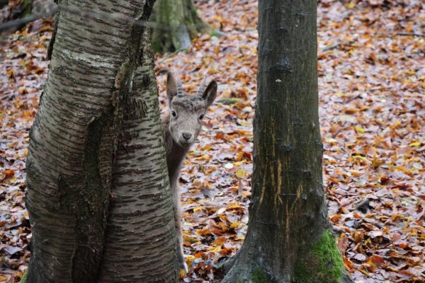 V košickej zoo potvrdili vtáčiu chrípku, pre verejnosť je zatvorená