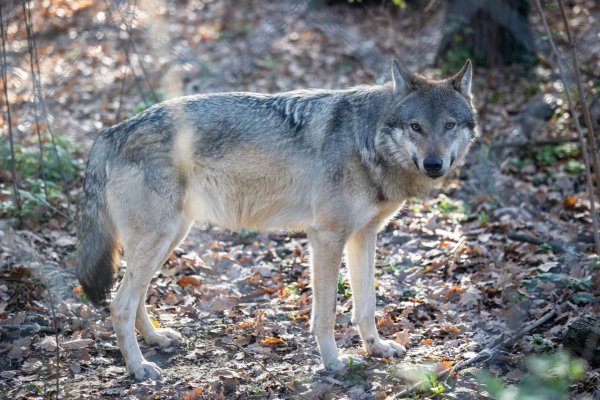 Ochranári a verejnosť požadujú dôslednú ochranu vlka na Slovensku