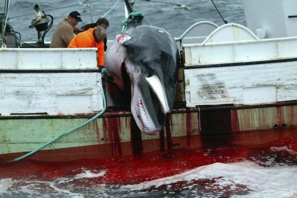 Vyhubí ľudstvo ďalší druh? Japonsko chce zabíjať viac veľrýb​